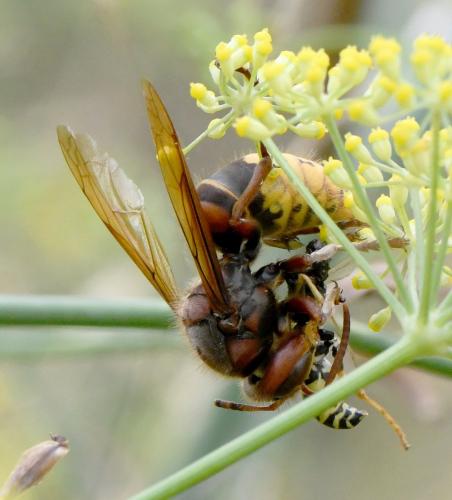 Réf. 242 240 : Vespa crabro